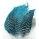 Teal flank feather