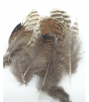 Woodcock body plumage