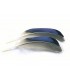 Mallard duck wing quills blue/white tip