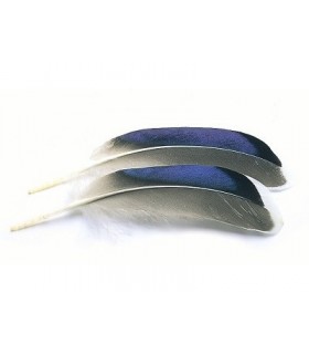 Mallard duck wing quills blue/white tip