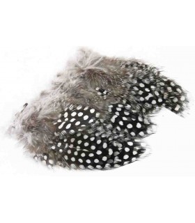 Veniard Guinea fowl