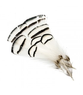 Amherst pheasant tippets