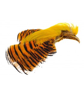 Golden pheasant complete head natural