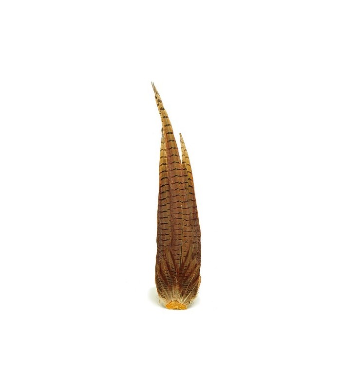 Cock pheasant complete tail natural