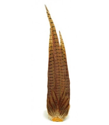 Cock pheasant complete tail natural