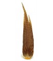 Cock pheasant complete tail natural