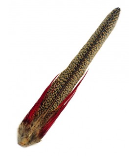 Golden pheasant complete tail