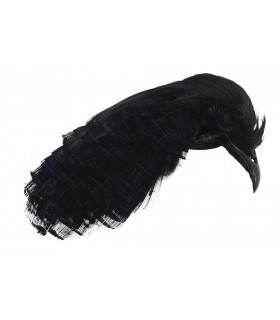 Golden pheasant complete head dyed black