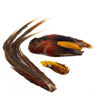 Golden pheasant complete skin w/tail and head