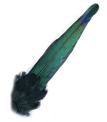 Magpie whole tail