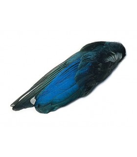 Magpie wings