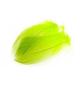 Mallard barred flank large select