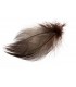 Mallard barred flank feathers