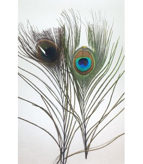 Peacock eye tops