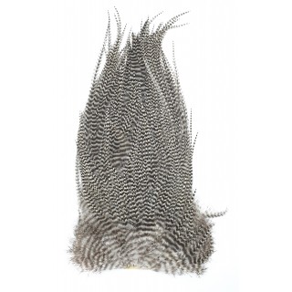 Veniard genetic saddle grade 1
