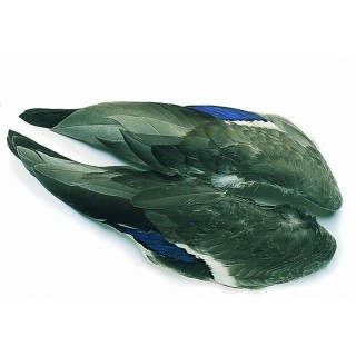 Mallard duck whole wing pair