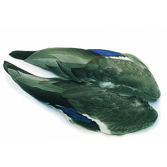 Mallard duck whole wing pair - Veniard