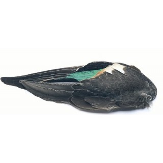 Teal duck whole wing pair