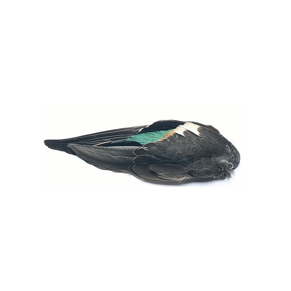 Teal duck whole wing pair
