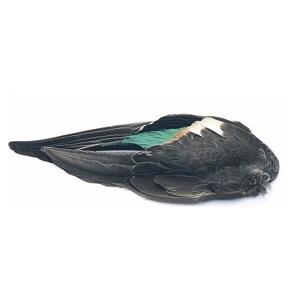 Teal duck whole wing pair