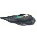 Teal duck whole wing pair