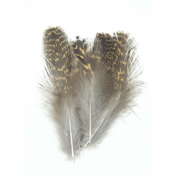 Grouse body plumage