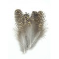 Grouse body plumage - Veniard