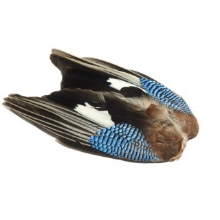 Blue jay wings