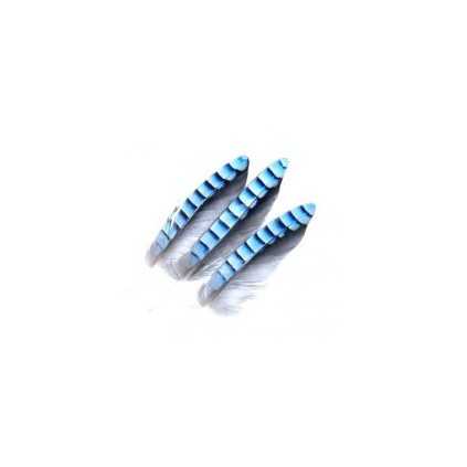 Blue jay wing hackles