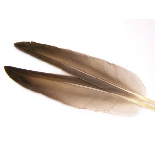 Mallard duck wing quills gray - Veniard