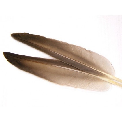 Mallard duck wing quills gray