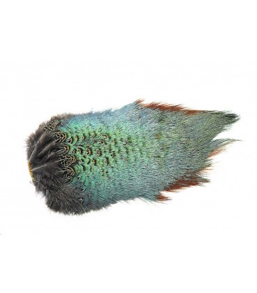 Veniard Ringneck back patch