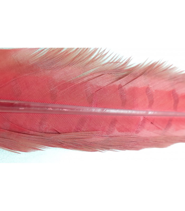Cock pheasant centre tail colour extracted