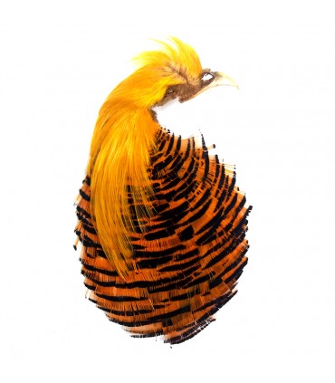 Golden pheasant complete head natural 2nd quality