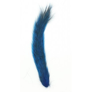 Veniard Gray squirrel