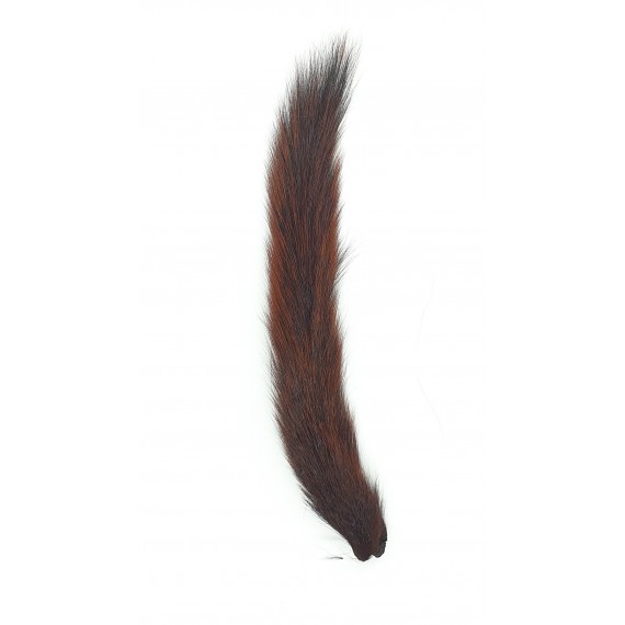 Veniard Gray squirrel