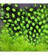 Hareline Guinea fowl