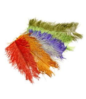 Barred short ostrich