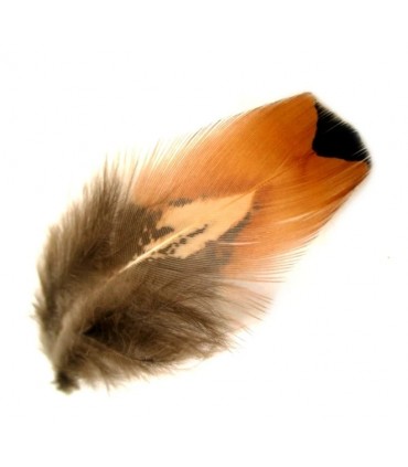 Cock pheasant ringneck gold side