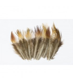 Cock pheasant ringneck long brown rump