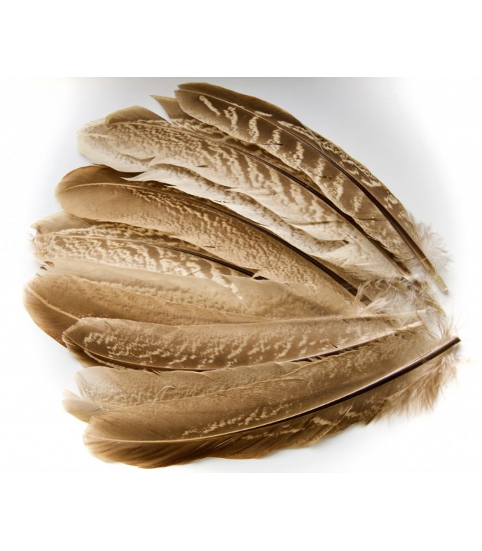 Cock pheasant ringneck wing quills