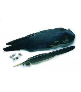 Crow whole wings