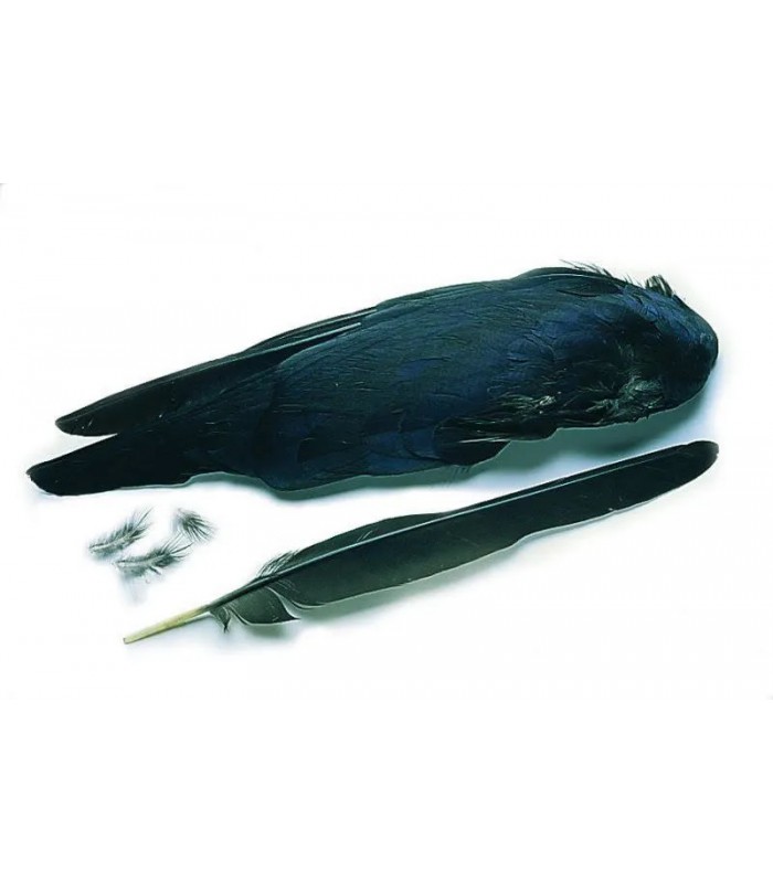 Crow whole wings