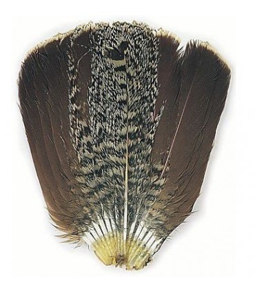 English partridge gray complete tail