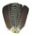 English partridge complete tail