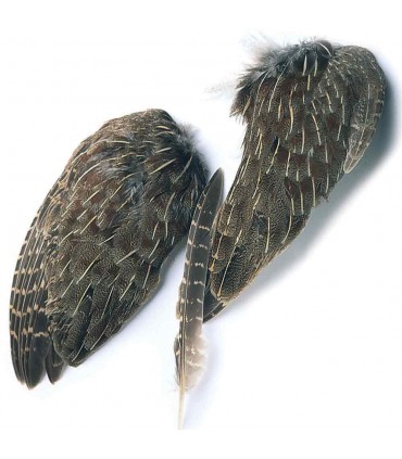 English partridge gray whole wings