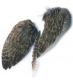 English partridge gray whole wings