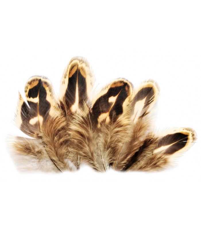 Pheasant hen ringneck shoulder feather