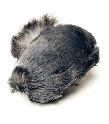 Jackdaw whole grey scalp