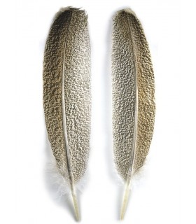 Turkey oak mottled wing quill 1st quality